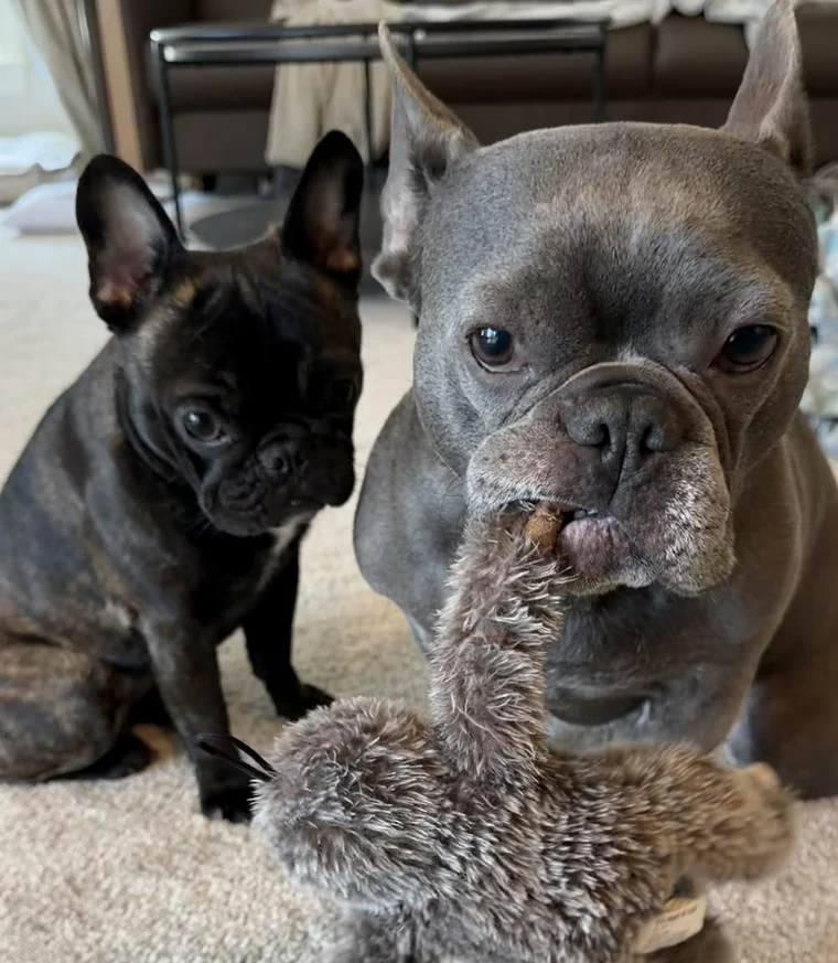 Lilo and Rolo together with Rolo's sloth toy