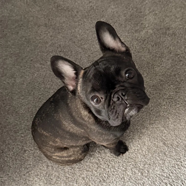 Lilo, the brindle French Bulldog, looking up at the camera