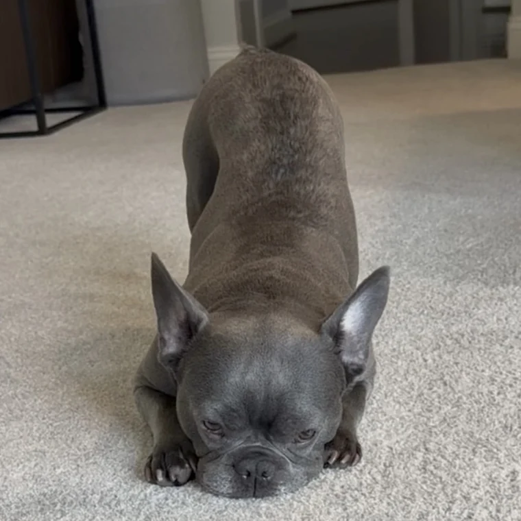 Rolo, the blue French Bulldog, in a playful bow