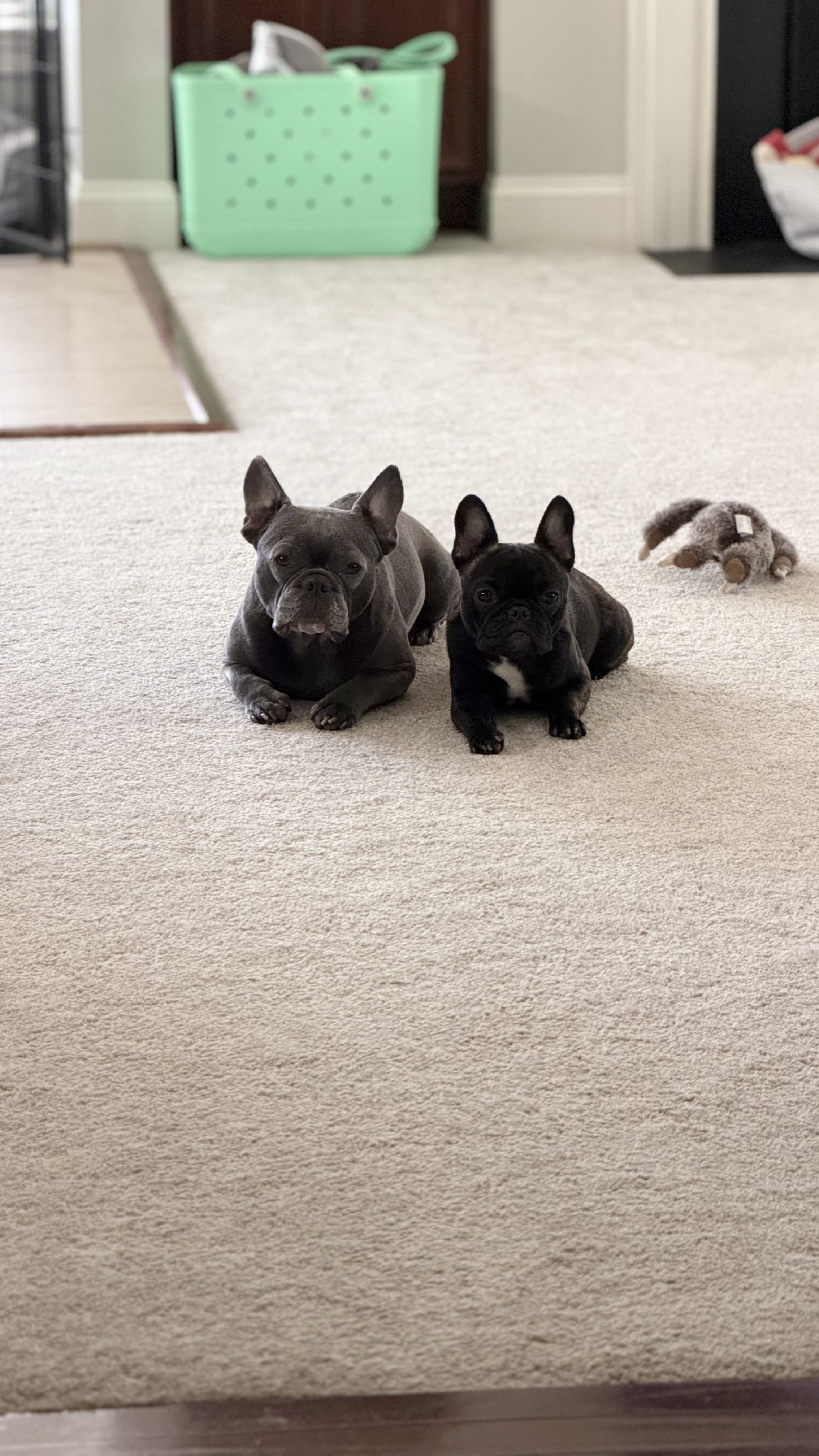 Lilo and Rolo