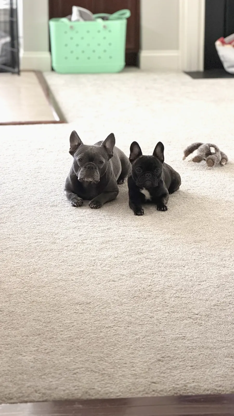 Lilo and Rolo